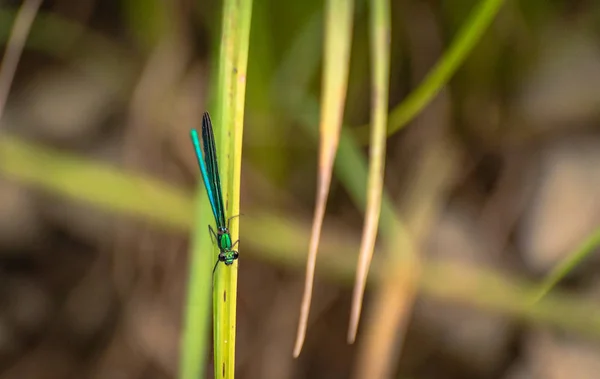 Dragonfly Sitter Stammen — Stockfoto