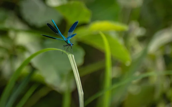 Dragonfly Zit Stam — Stockfoto