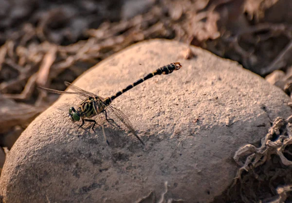 Dragonfly Siedzi Skale — Zdjęcie stockowe