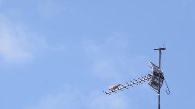 Bir çift şehir çatı güvercini