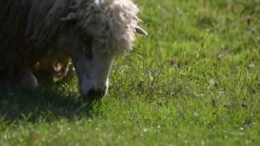 Karpatlarda koyun otlatma