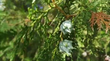 Thuja çiçekli çekim makro