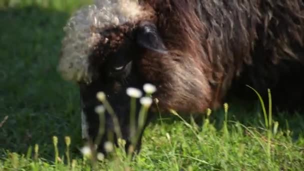 Las Ovejas Pastan Los Cárpatos — Vídeo de stock