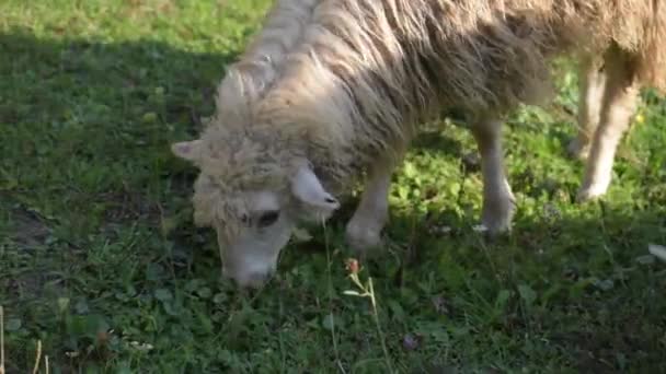 Pâturage des moutons dans les Carpates 