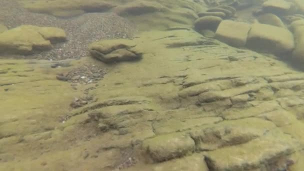 Água Rio Montanha Verão — Vídeo de Stock