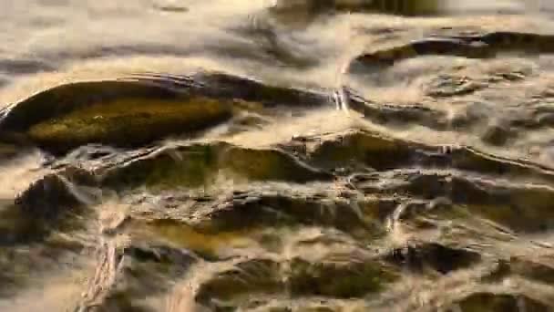 Río Montaña Verano — Vídeos de Stock