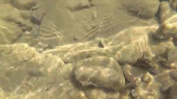 Гірська Річкова Вода Влітку — стокове відео