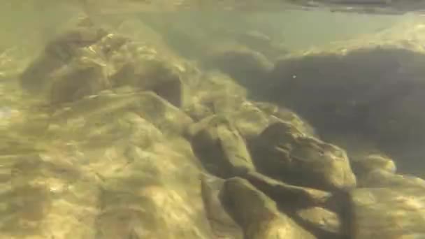 Mountain River Vatten Sommaren — Stockvideo