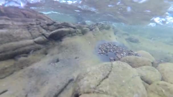 Eau Rivière Montagne Été — Video