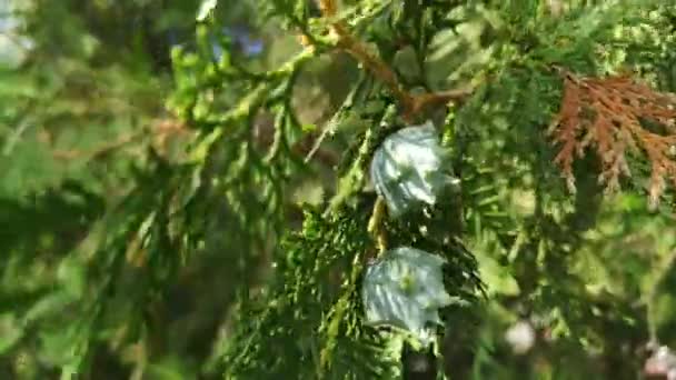 Thuja Lovitură Înflorire Macro — Videoclip de stoc