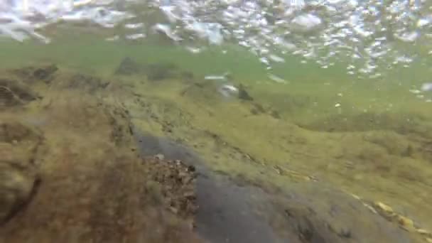夏の山の川の水 — ストック動画