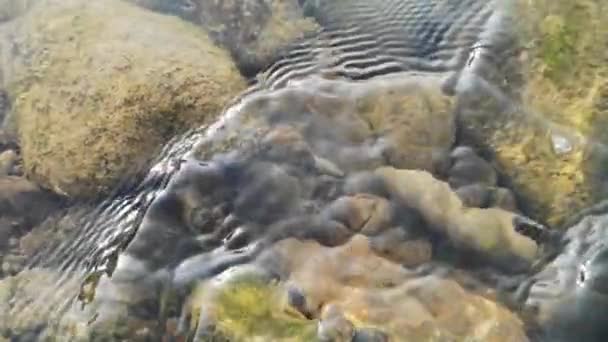 Mountain River Vatten Sommaren — Stockvideo