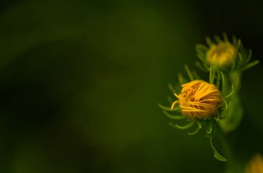 Parlak sarı orman çiçekleri