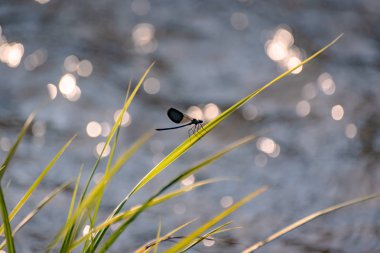 yusufçuk kök üzerinde oturur