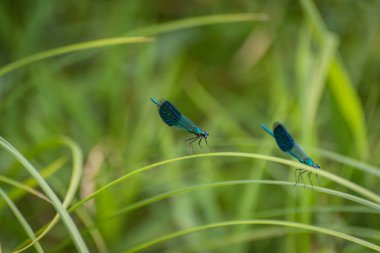 yusufçuk kök üzerinde oturur