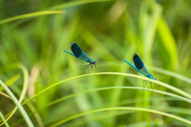 yusufçuk kök üzerinde oturur