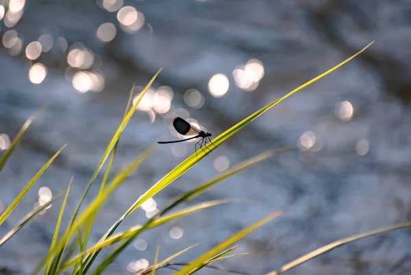 yusufçuk kök üzerinde oturur