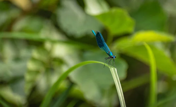 Dragonfly Sitter Stammen — Stockfoto