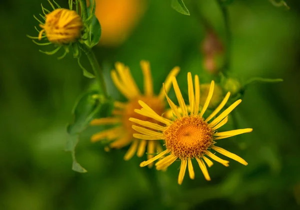 Helder Geel Bos Bloemen — Stockfoto