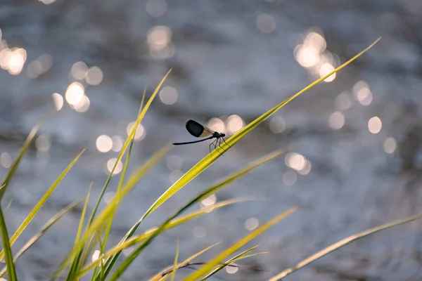 Dragonfly Sits Stem — Stock Photo, Image