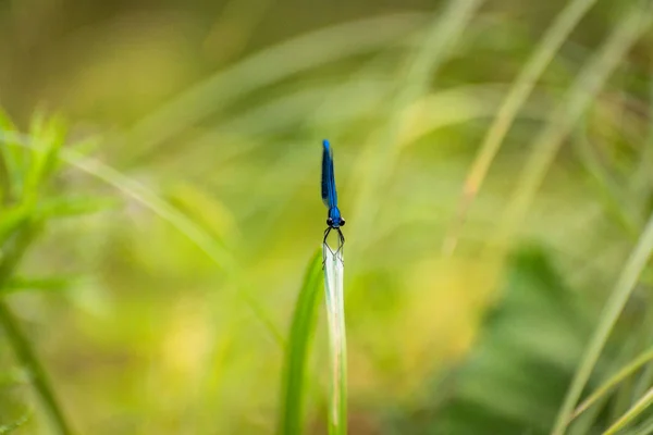 Dragonfly Sitter Stammen — Stockfoto