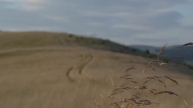 Yazın Karpat Dağları 'nın manzaraları