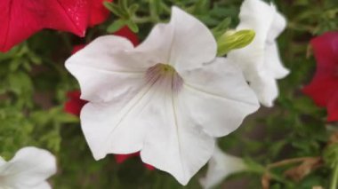 Bahçe çiçek makro çekim