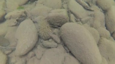 Yaz aylarında dağ nehir suyu