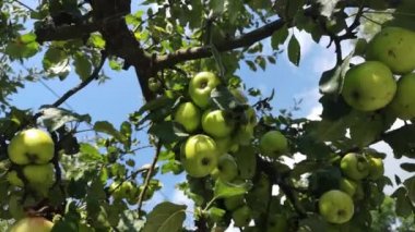 Sulu elma bir dal üzerinde olgunlaştırmak
