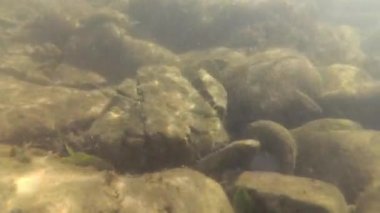 Yaz aylarında dağ nehir suyu