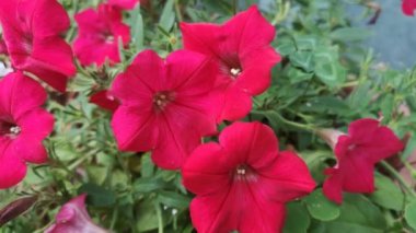 Bahçe çiçek makro çekim