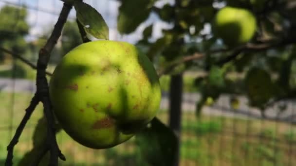 Saftige Äpfel Reifen Auf Einem Zweig — Stockvideo