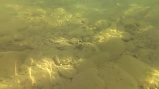 Eau de rivière de montagne en été 