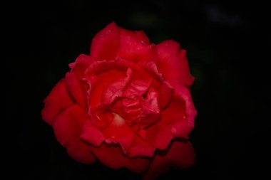 Muhteşem çiçek kraliçesi