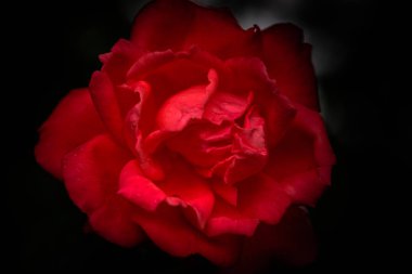 Muhteşem çiçek kraliçesi