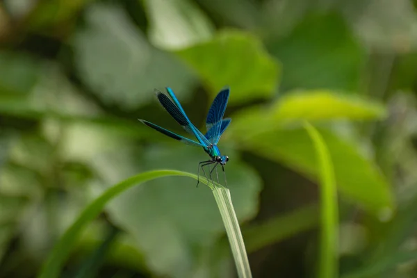 Dragonfly Κάθεται Επί Του Στελέχους — Φωτογραφία Αρχείου