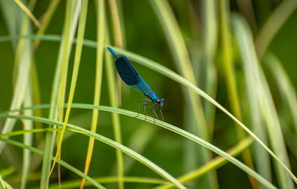 Dragonfly Zit Stam — Stockfoto