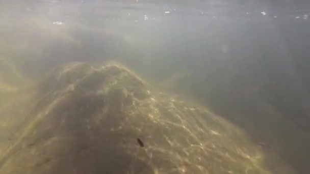 Eau de rivière de montagne en été 