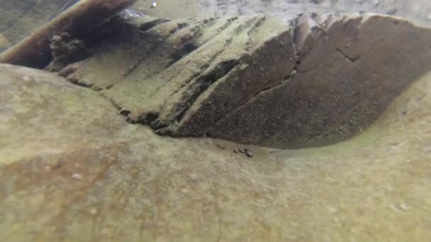 Eau de rivière de montagne en été 