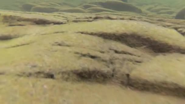 Eau de rivière de montagne en été 