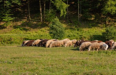 Karpatlarda koyunlarla manzara