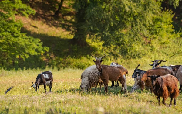 Hausziegen Der Natur — Stockfoto