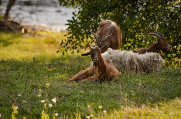自然界中的家养山羊 — 图库照片