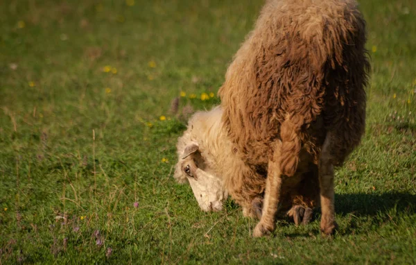 Karpatlarda Koyunlarla Manzara — Stok fotoğraf