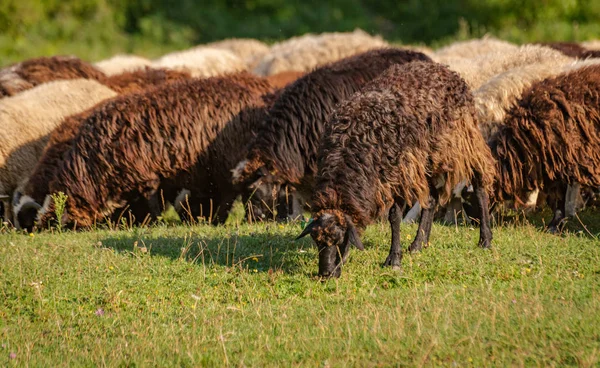 Paisagem Com Ovelhas Nos Cárpatos — Fotografia de Stock