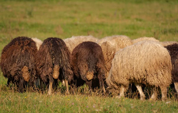 Landscape Sheep Carpathians — Stock Photo, Image