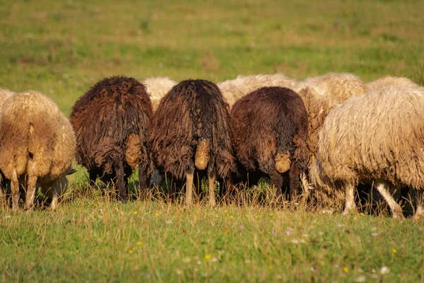 Paisagem Com Ovelhas Nos Cárpatos — Fotografia de Stock