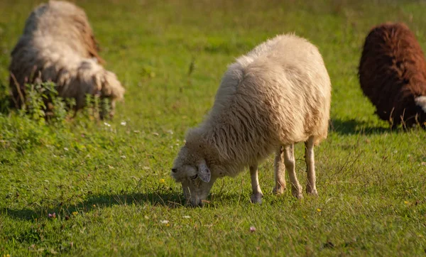 Paisagem Com Ovelhas Nos Cárpatos — Fotografia de Stock