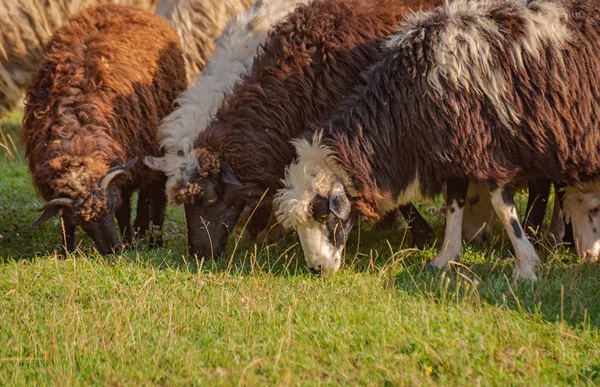 Paisagem Com Ovelhas Nos Cárpatos — Fotografia de Stock