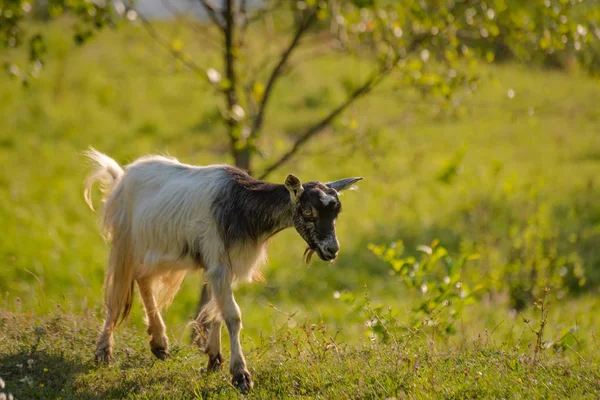 Domestic Goats Nature — Stock Photo, Image